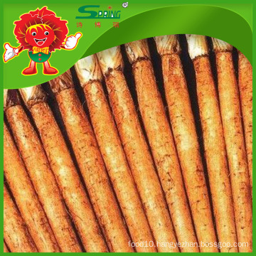 Exporting organic burdock root at reasonable price